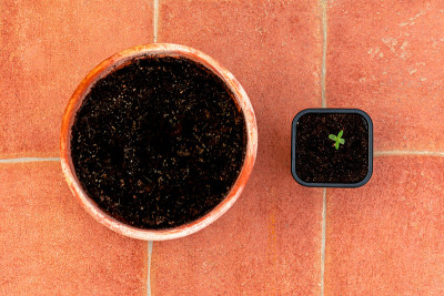 俯视图绿色的幼苗在一个塑料容器中等待重新盆栽到一个大的橙色陶瓷赤陶罐。