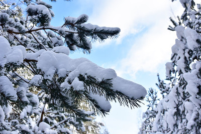 大雪过后，松树的树枝上布满了绿针
