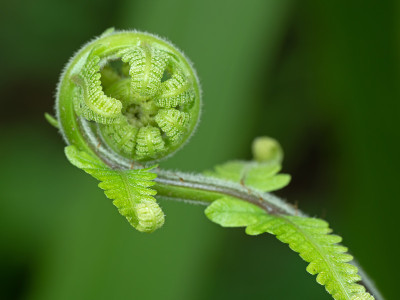蕨类植物幼叶的近景照片