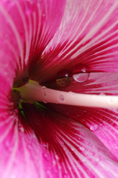 雨后，水珠粘在芙蓉娇嫩的花瓣上
