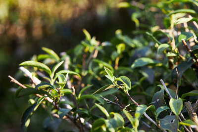 在作物中种植茶叶