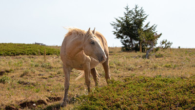 帕洛米诺野马位于美国蒙大拿州怀俄明边境的普赖尔山脉野马区