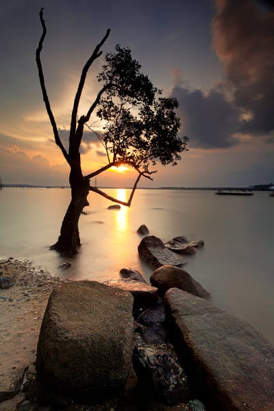 夕阳树