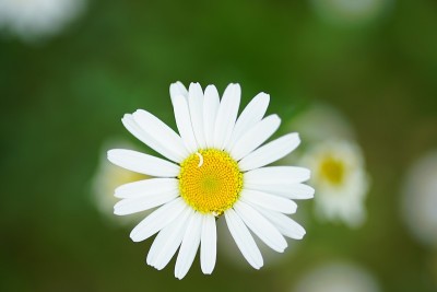宏观的雏菊花