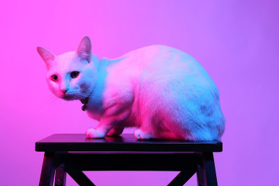 猫
