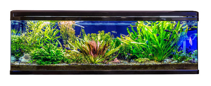 巨大的全景水族馆，有热带鱼马拉维慈鲷和霓虹鱼