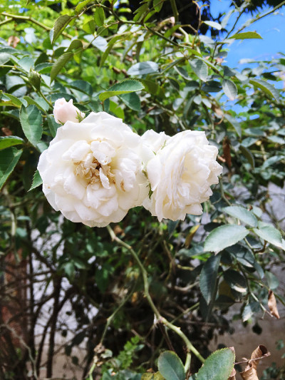 西班牙白色花
