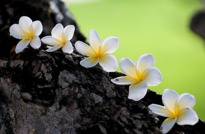 芙蓉花在越南中部的花园中绽放