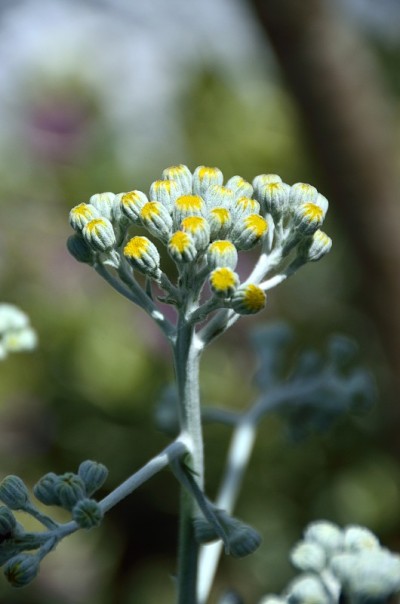 Senecio