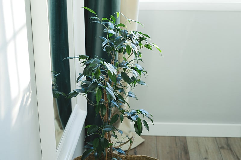 本杰明在地板上的柳条篮子里。家居植物，室内花卉，庭园房。植物家居装饰理念