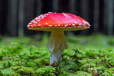 死亡帽生长在绿色苔藓的特写