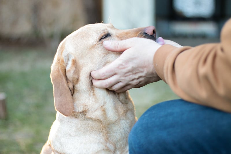 表现良好的黄色拉布拉多寻回犬