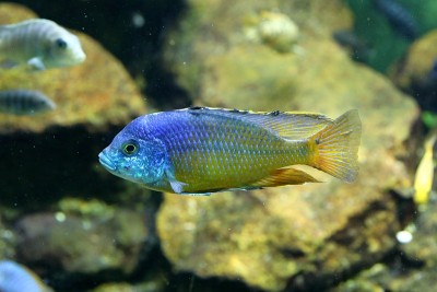 水族馆里的斑鱼
