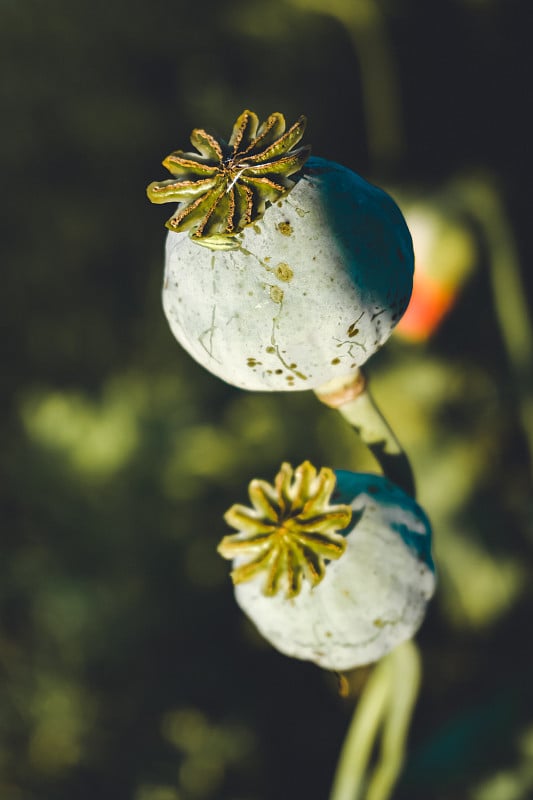 美丽的花生长在花园里