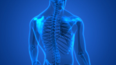 人体骨骼系统骨关节解剖学