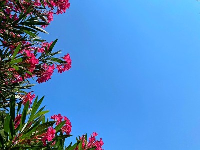 粉红色的夹竹桃杜鹃花映衬着湛蓝的夏日天空。美丽的夹竹桃在热带花园对蓝色的天空。