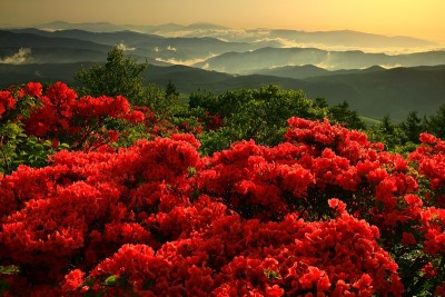 黎明时的杜鹃花景观
