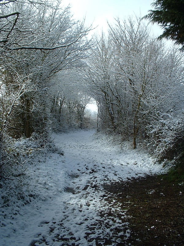 树上的冬雪