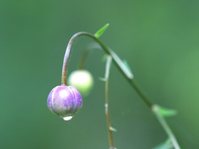 森林仙女虾