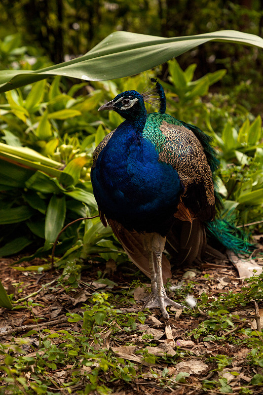 蓝色休息雄性印度孔雀Pavo cristatus