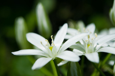鸟卤小白春花