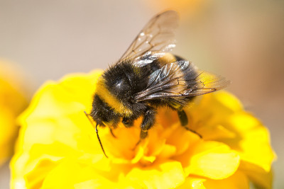 蜜蜂