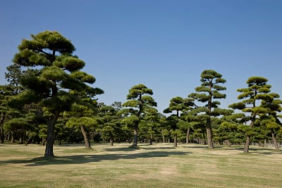 日本的松树
