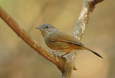 Brown-cheeked Fulvetta