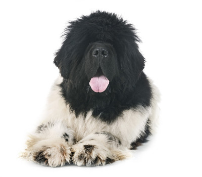 纽芬兰犬