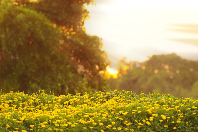 柔焦春天的花背景