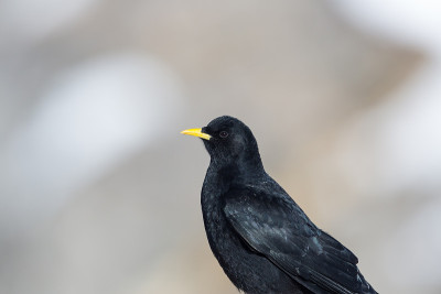 高山丘鹬详图(pyrrhocorax graculus)