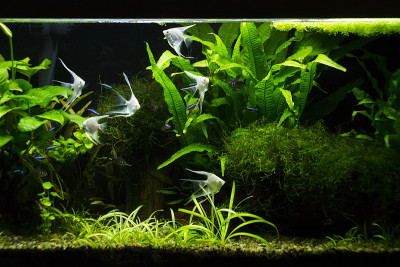 淡水种植鱼缸银色神仙鱼