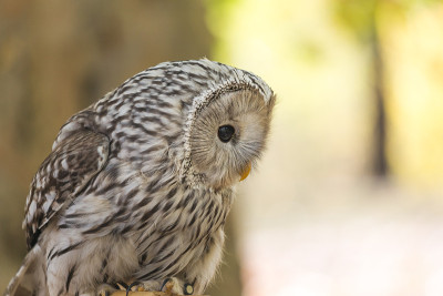 乌拉尔猫头鹰，Strix uralensis。