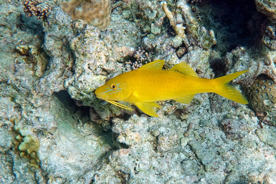 黄鞍山羊鱼(Parupeneus cyclostomus))，