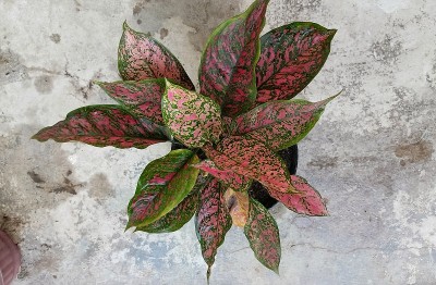 假性苞蓿