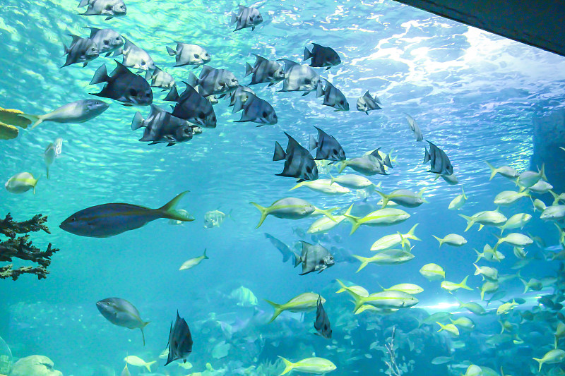 水族馆里美丽的鱼