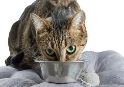 害羞的孟加拉猫绿眼睛吃金属碗里的干粮。