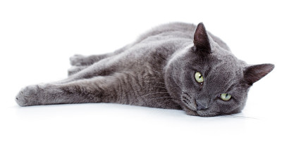 绿眼马耳他猫也被称为英国蓝