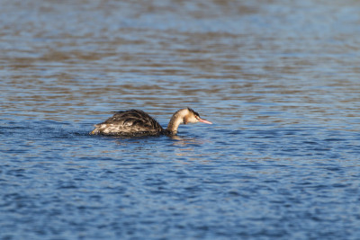 大山脊grebe (Podiceps crista)