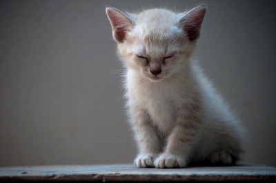 小猫闭上眼睛