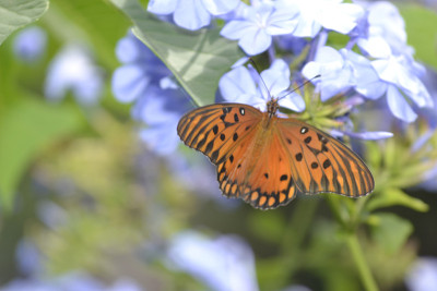mariposa