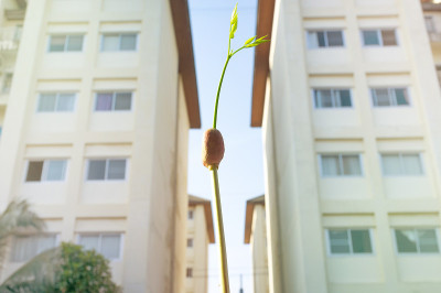 种子在城市里发芽