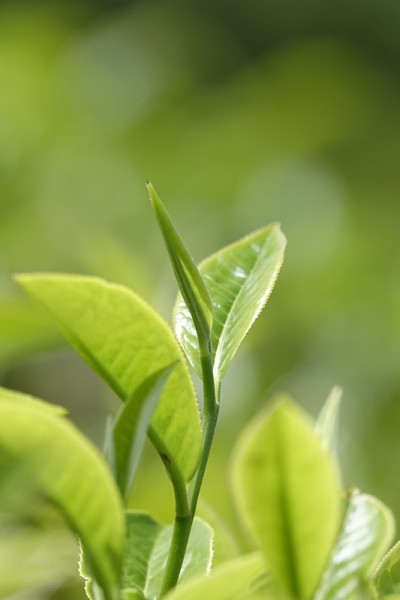 高原的绿茶嫩芽和嫩叶
