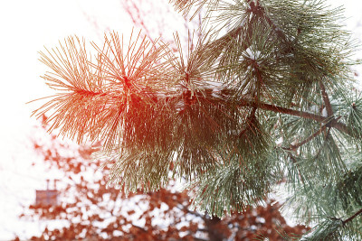 冰雪森林里的冬日景观。在寒冷的冬天，松枝被雪覆盖