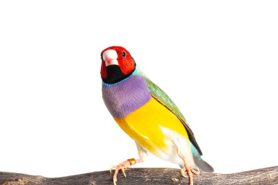 Gouldian雀的鸟