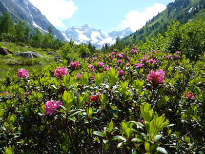 杜鹃花与冰川的背景