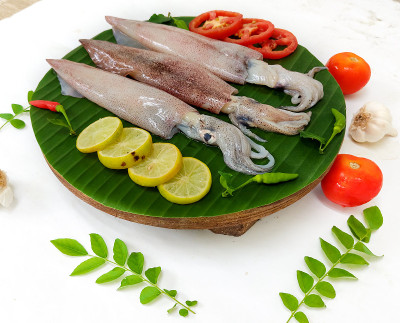 新鲜生Loligo鱿鱼(Loligo Duvauceli)用咖喱叶、番茄、柠檬片和香草装饰在白色背景