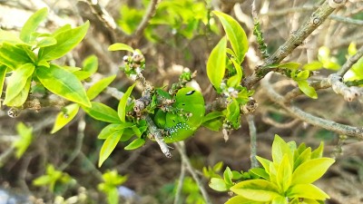 在花树上看到的绿毛虫
