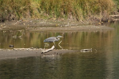 Blue Heron