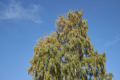 桦树pendula
